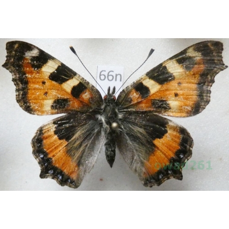 Aglais urticae (Linnaeus, 1758) Rusałka pokrzywnik Poland66n